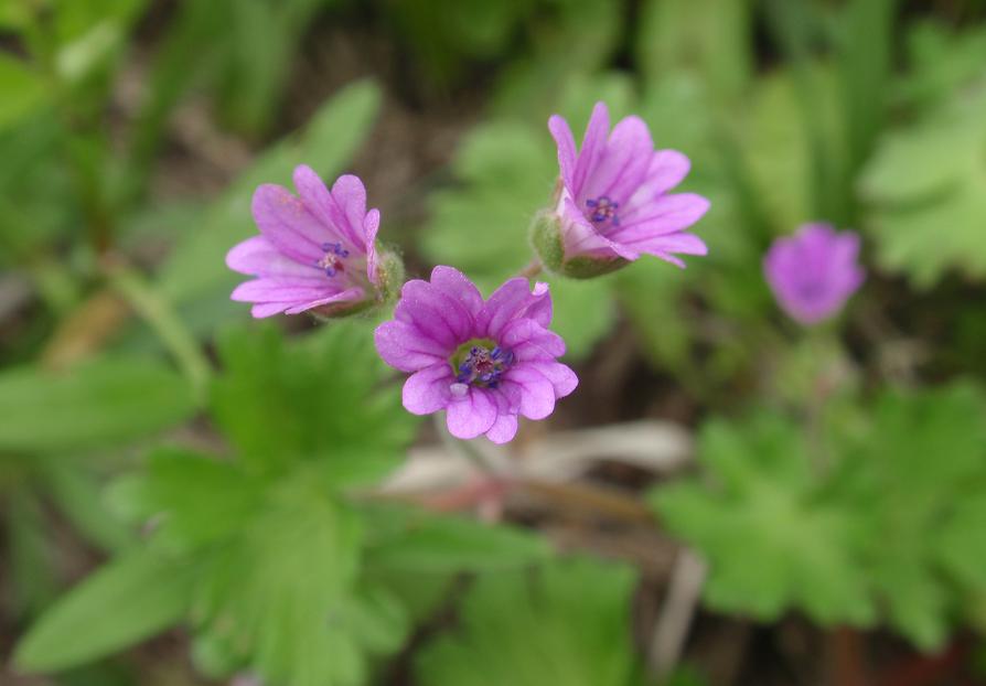 Fiori tra le colline astigiane: Geranium molle