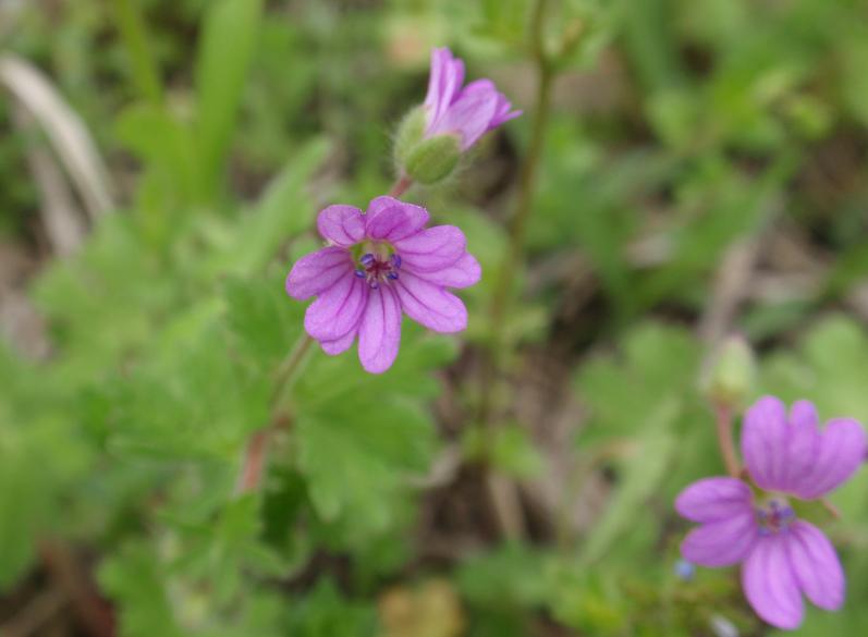 Fiori tra le colline astigiane: Geranium molle