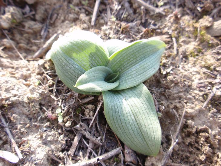 Comparsa delle prime rosette basali autunnali