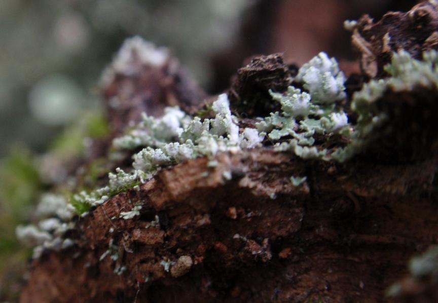 Cladonia fimbriata (L.) Fr. (1831) - Piemonte, Asti