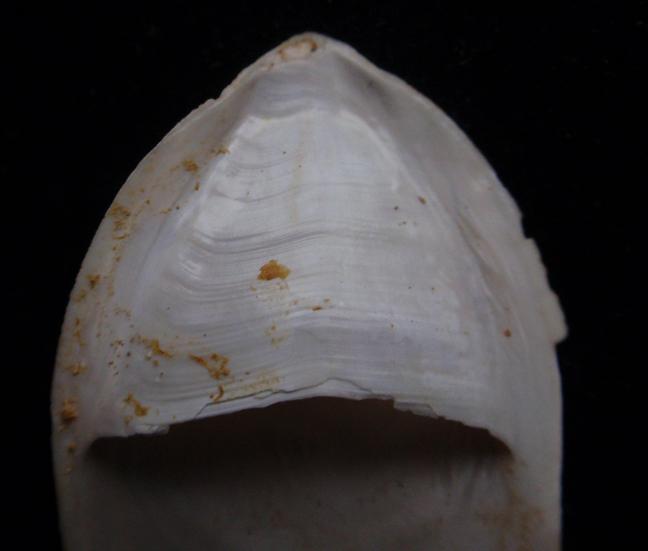 Crepidula unguiformis (Lamarck, 1822) - Pliocene - Toscana