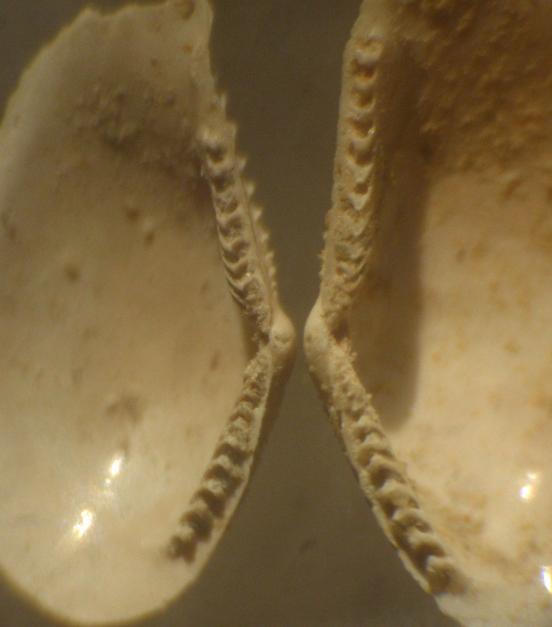 Lembulus pellus  (L., 1767) - Pliocene - Astigiano