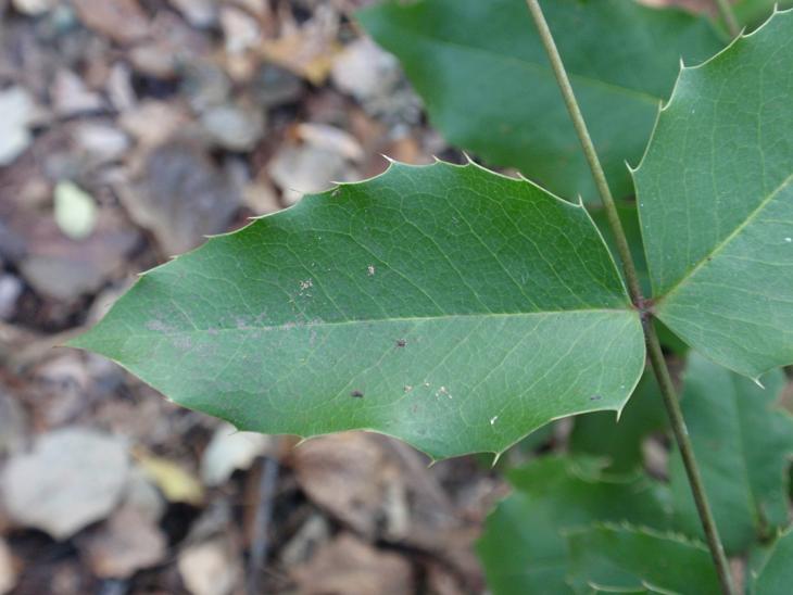 Mahonia aquifolium (Pursh.) Nutt, 1818