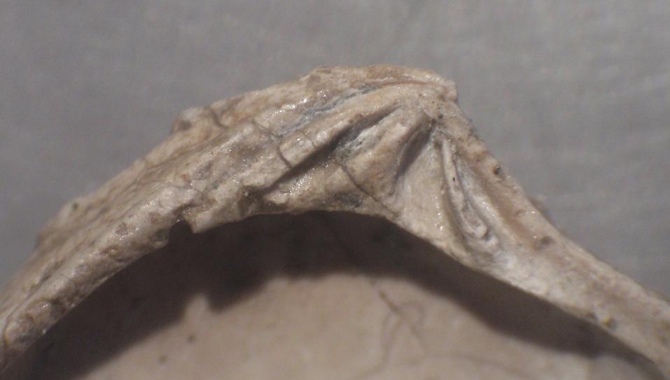 Clausinella brongniartii (Payraudeau, 1826) Pliocene Toscana