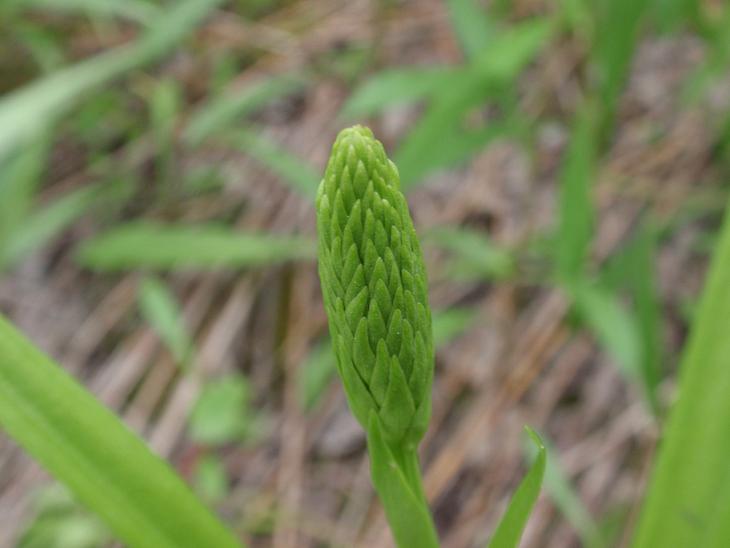 Piccole orchidee crescono: Gymnadenia conopsea