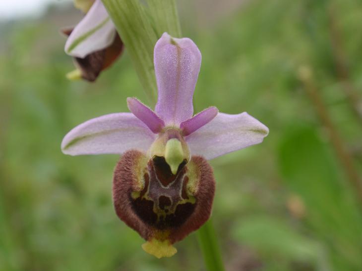 Variabilit di Ophrys fuciflora