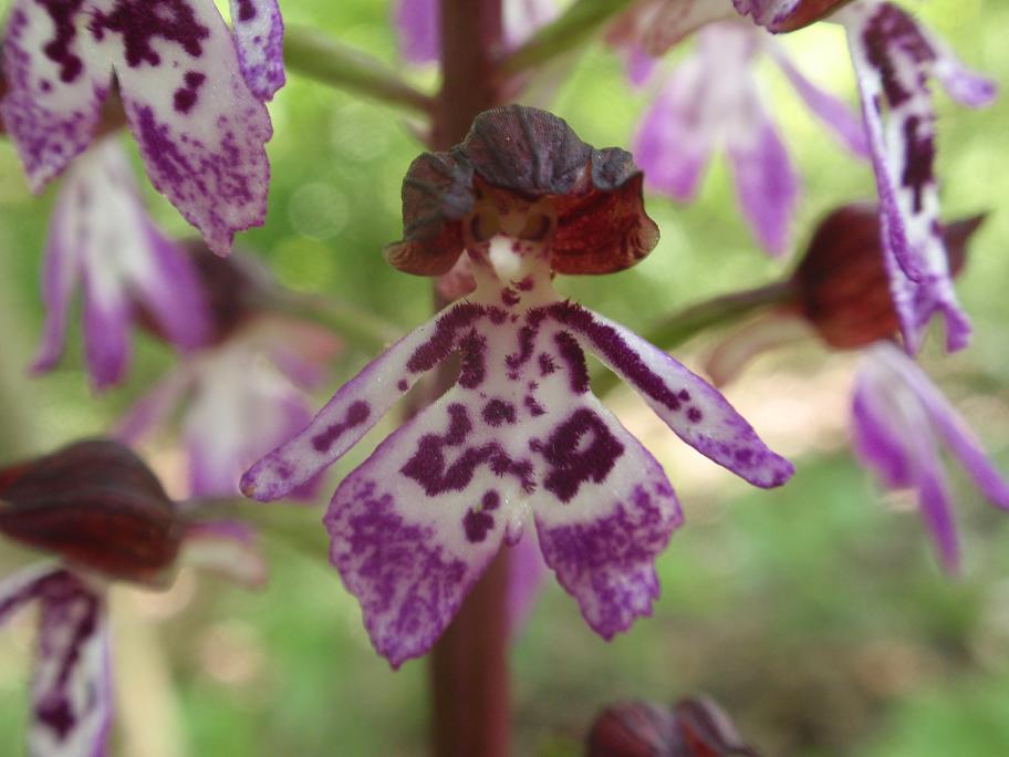 ORCHIDEE DELL''ASTIGIANO:TRA LANGHE E MONFERRATO 2009