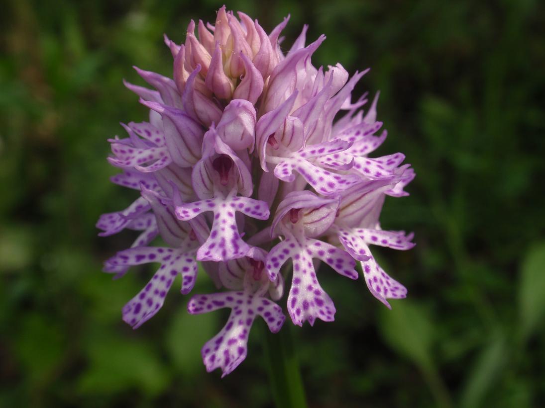 Orchis tridentata (Neotinea tridentata)