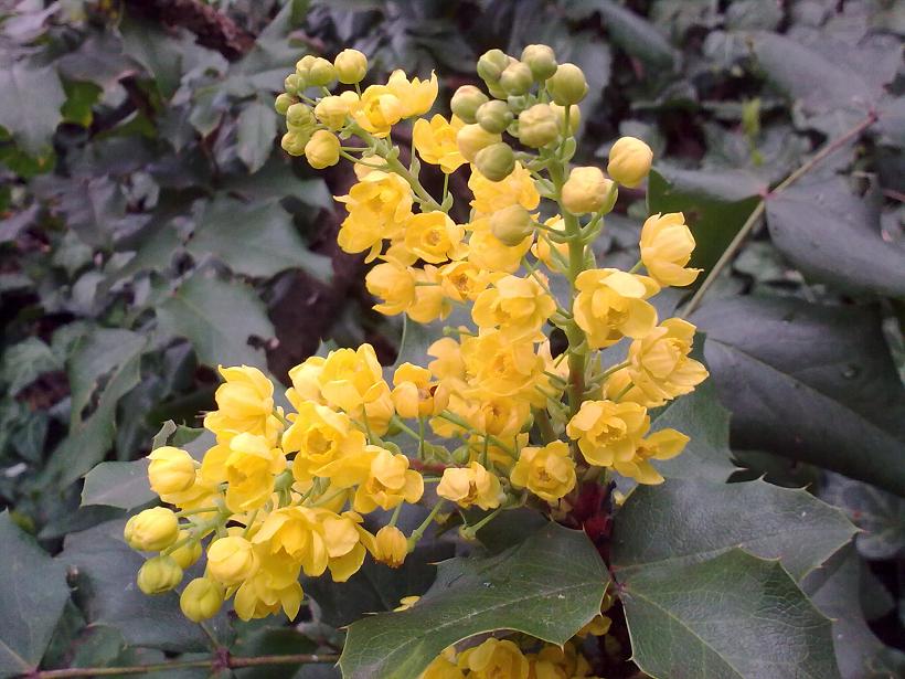 Mahonia aquifolium