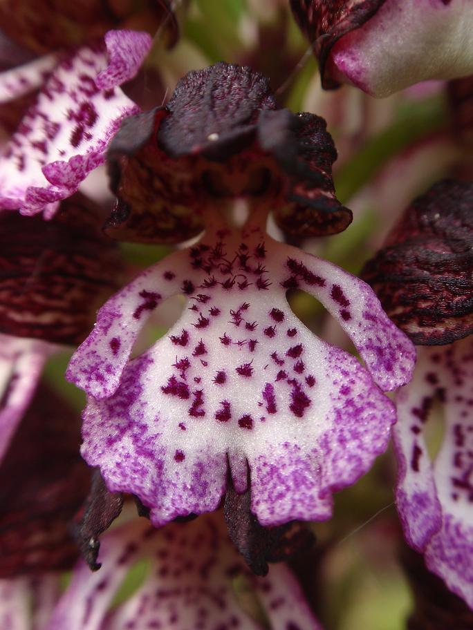 Orchis purpurea - Variabilit e lobo mediano doppio!