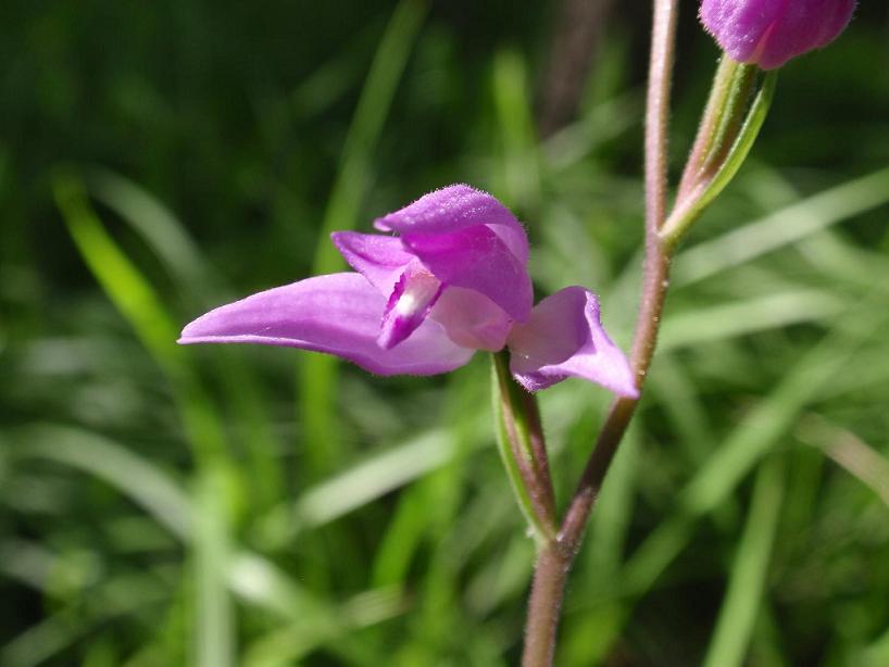 Orchidee spontanee astigiane