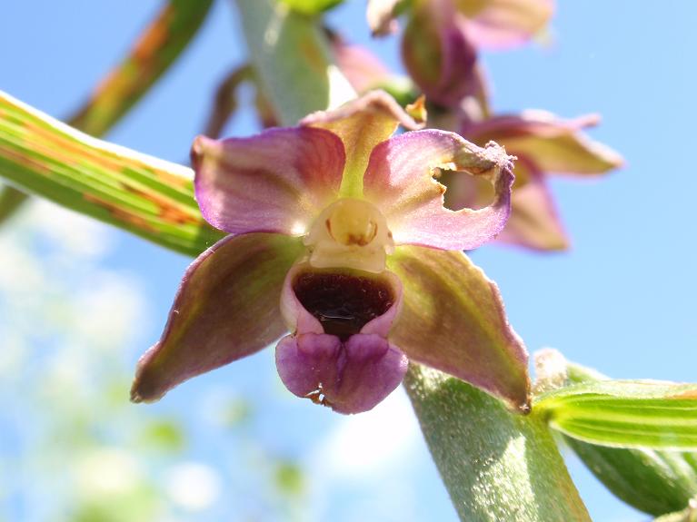 Orchidee spontanee astigiane