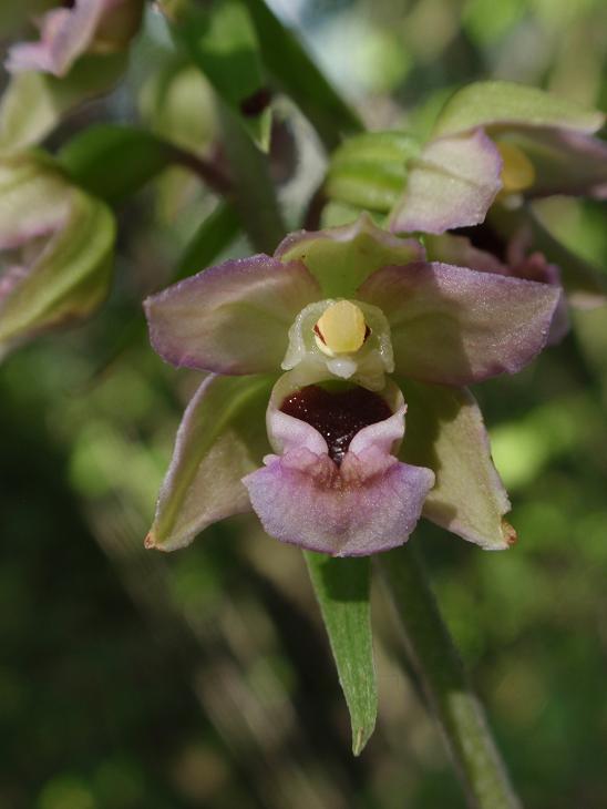 Tutte Epipactis helleborine subsp. helleborine ?!