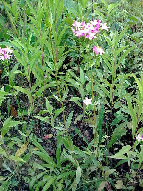 Da determinare 1  - Centaurium erythraea