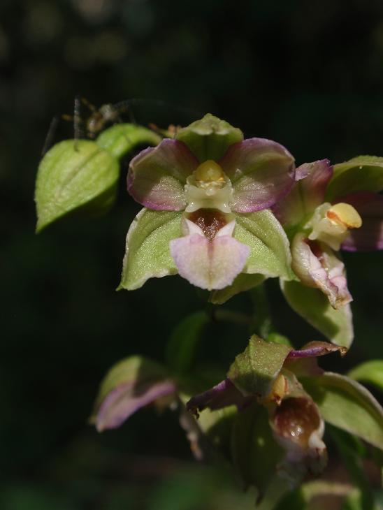 Tutte Epipactis helleborine subsp. helleborine ?!