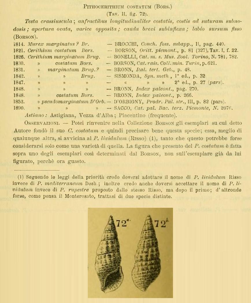 Cerithium costatum (Borson, 1821) - Pliocene - Toscana