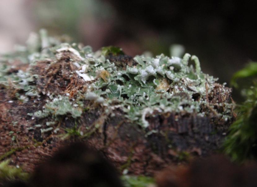 Cladonia fimbriata (L.) Fr. (1831) - Piemonte, Asti