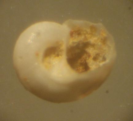 Tornus sp.    - Pliocene  -  Astigiano