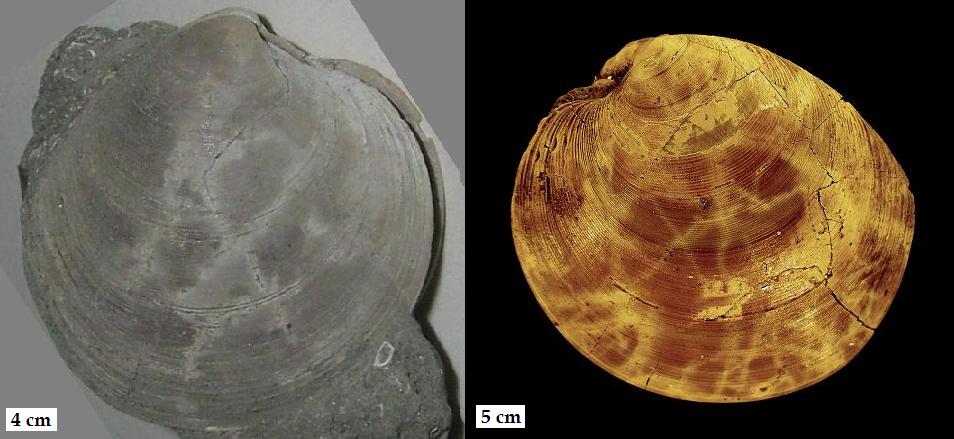 Dosinia orbicularis (Agassiz, 1845)  Pliocene - Spicchio