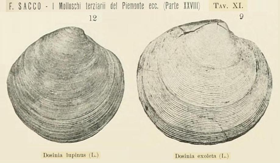 Dosinia orbicularis (Agassiz, 1845)  Pliocene - Spicchio