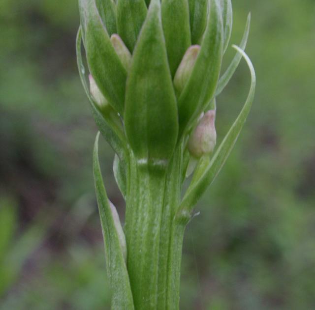 Piccole orchidee crescono: Gymnadenia conopsea