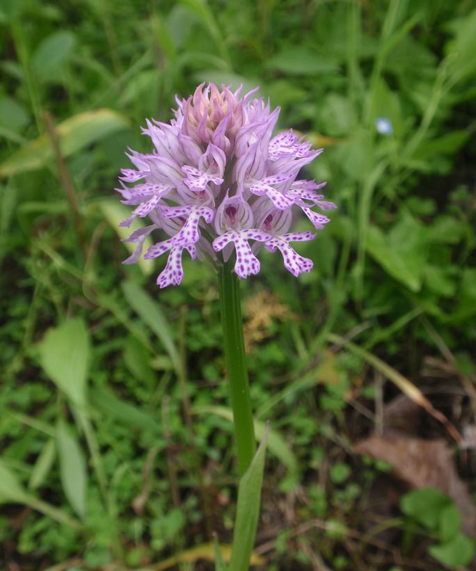 ORCHIDEE DELL''ASTIGIANO:TRA LANGHE E MONFERRATO 2009