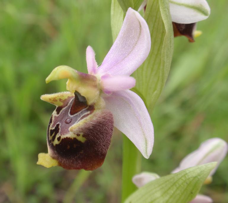 ORCHIDEE DELL''ASTIGIANO:TRA LANGHE E MONFERRATO 2009