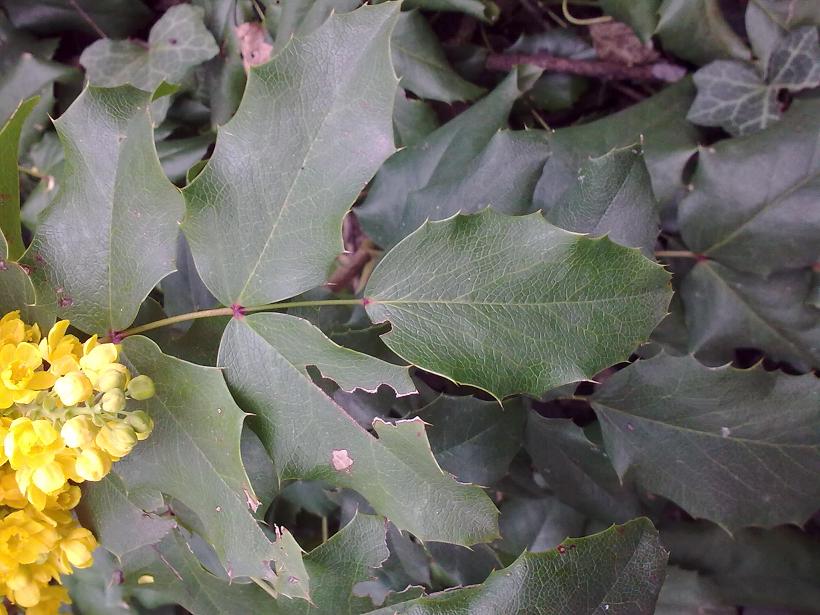 Mahonia aquifolium