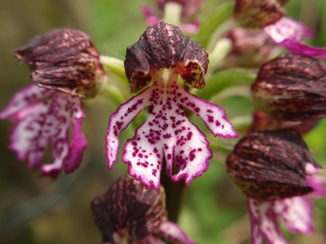 Orchis purpurea - Variabilit e lobo mediano doppio!