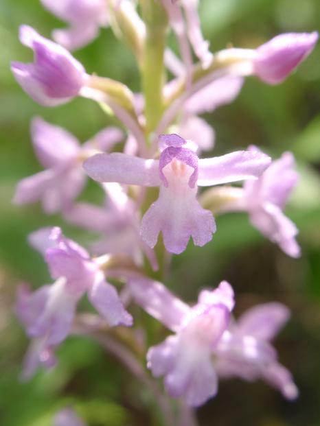 Variabilit di Gymnadenia conopsea