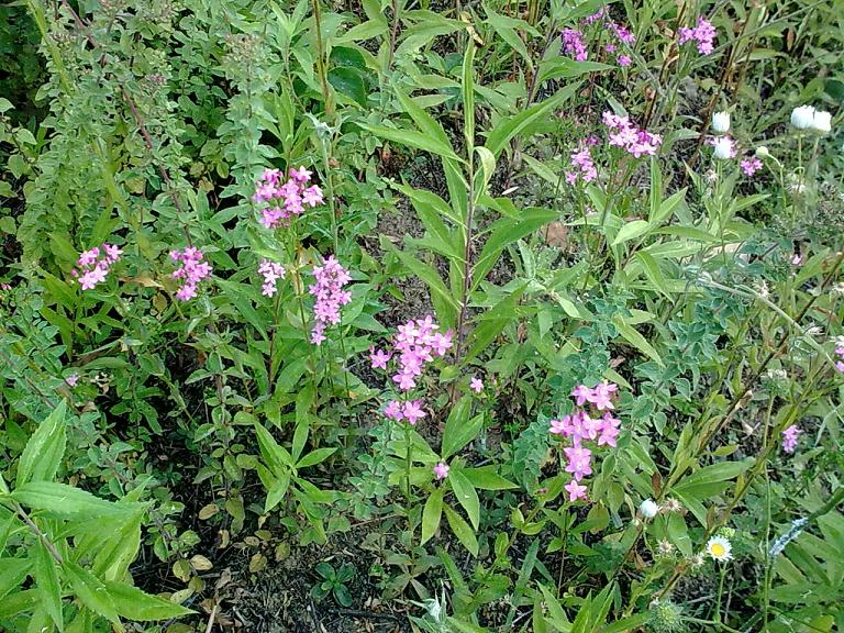 Da determinare 1  - Centaurium erythraea