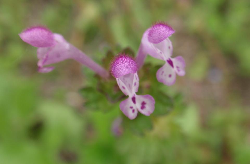 Fiori tra le colline astigiane: Lamium amplexicaule