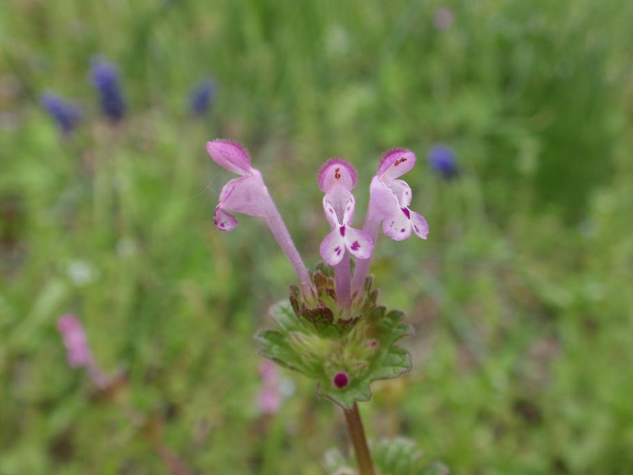 Fiori tra le colline astigiane: Lamium amplexicaule