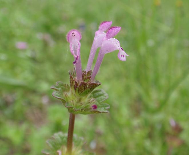 Fiori tra le colline astigiane: Lamium amplexicaule