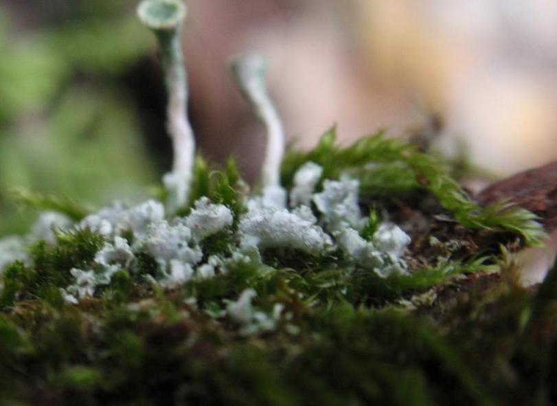 Cladonia fimbriata (L.) Fr. (1831) - Piemonte, Asti