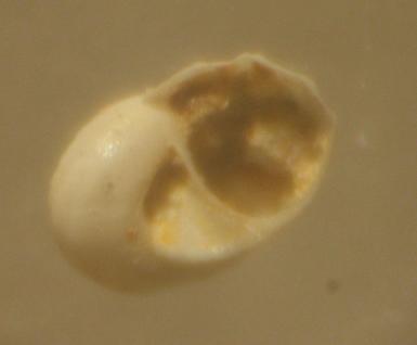 Tornus sp.    - Pliocene  -  Astigiano