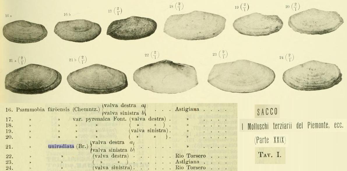 Identificazione Gari