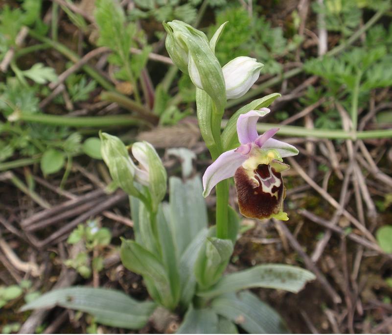 ORCHIDEE DELL''ASTIGIANO:TRA LANGHE E MONFERRATO 2009