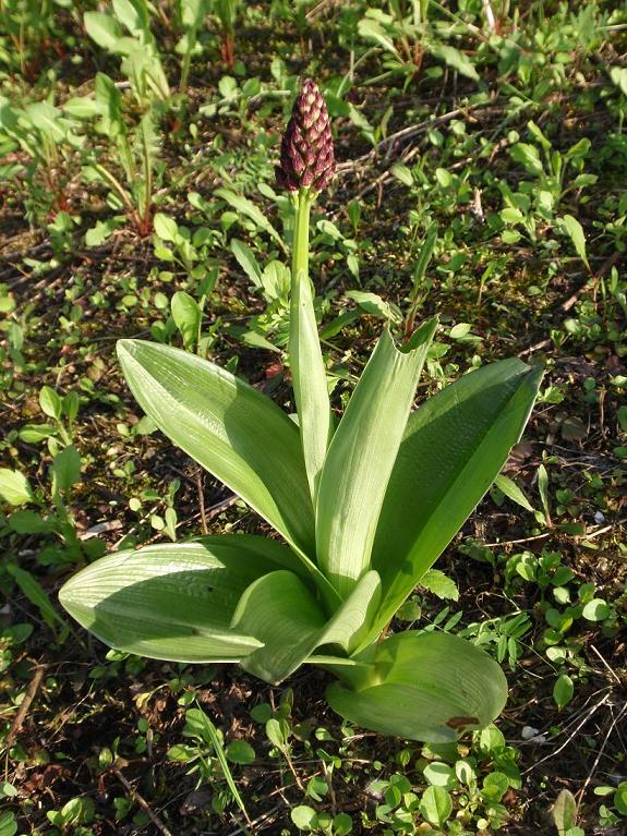 Un caso di protezione delle orchidee spontanee