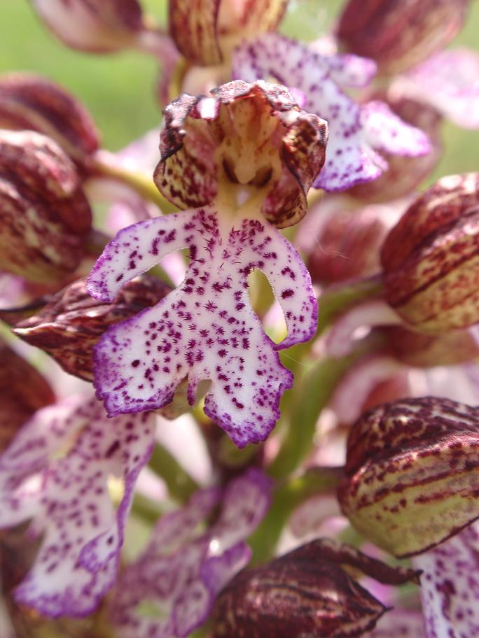 Orchis purpurea - Variabilit e lobo mediano doppio!