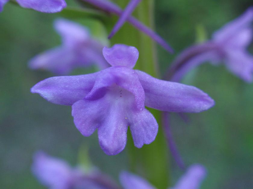 Inizia a fiorire anche Gymnadenia conopsea!