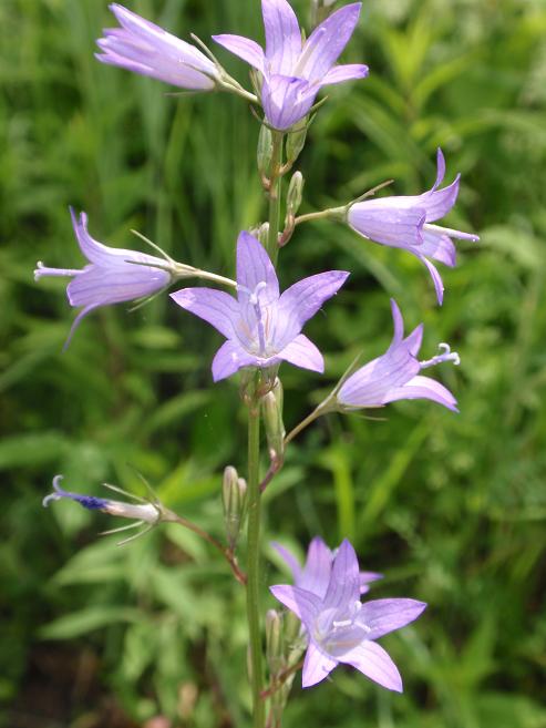 Campanula rapunculus / Raperonzolo