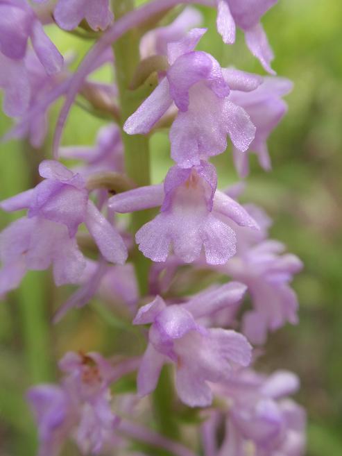 Variabilit di Gymnadenia conopsea