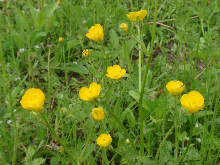 Fiori tra le colline astigiane: Ranunculus bulbosus