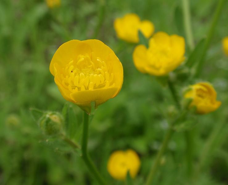 Fiori tra le colline astigiane: Ranunculus bulbosus