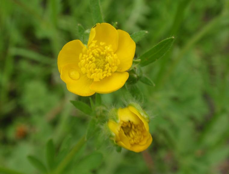 Fiori tra le colline astigiane: Ranunculus bulbosus