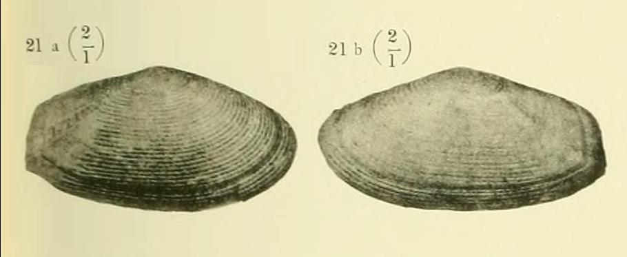 Identificazione Gari