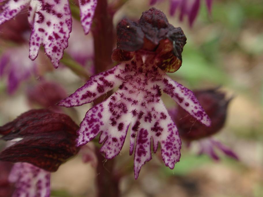 Orchis purpurea - Variabilit e lobo mediano doppio!