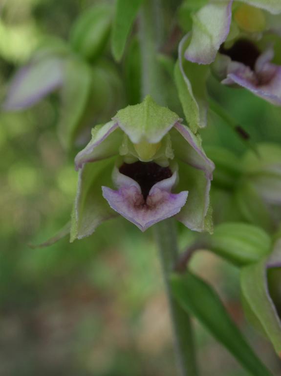 Tutte Epipactis helleborine subsp. helleborine ?!