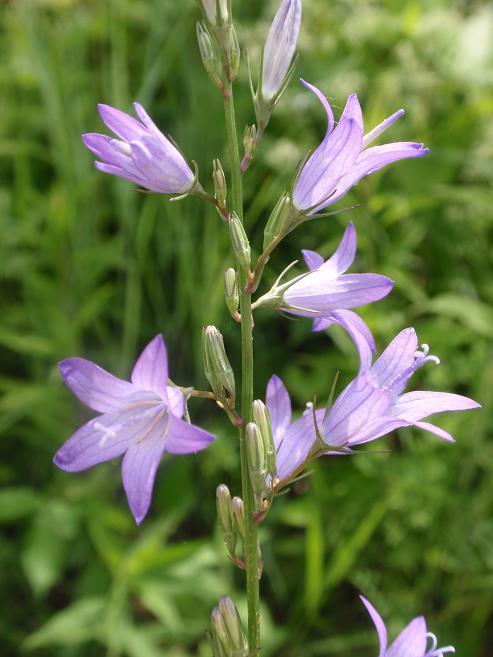 Campanula rapunculus / Raperonzolo